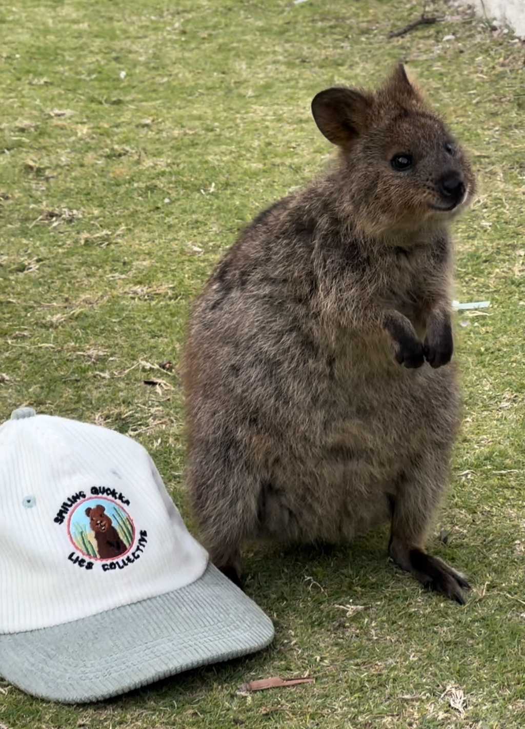 Smiling Quokka Hat